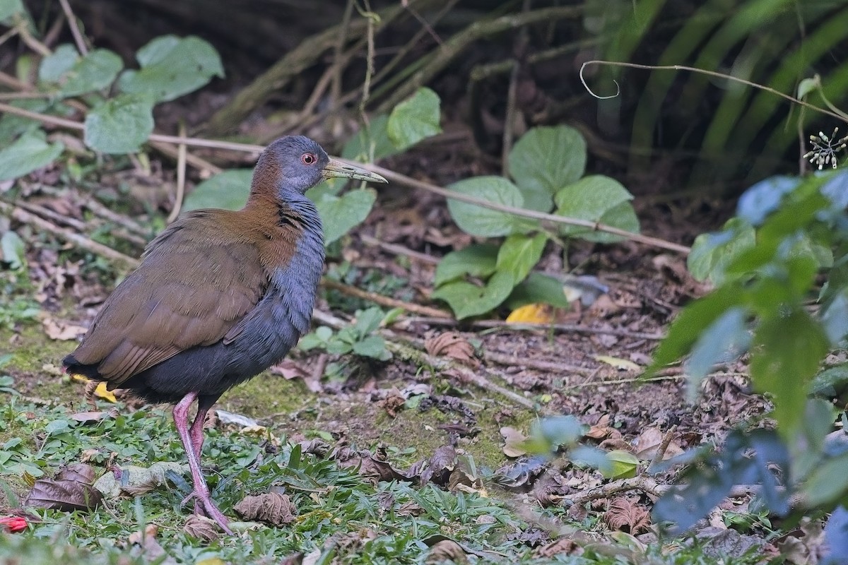 Slaty-breasted Wood-Rail - ML636628163