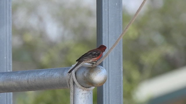House Finch - ML636628202