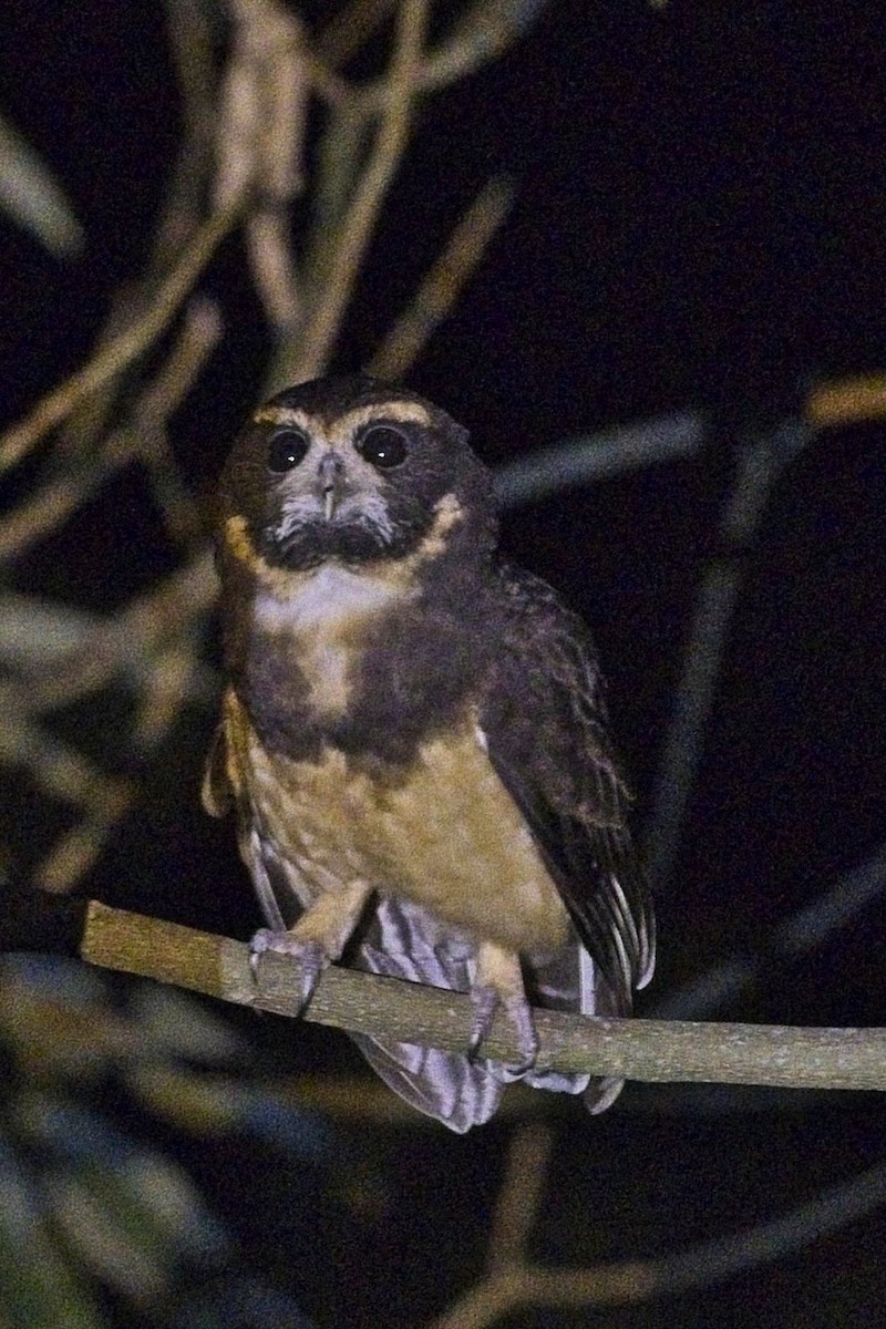 Tawny-browed Owl - ML636628230