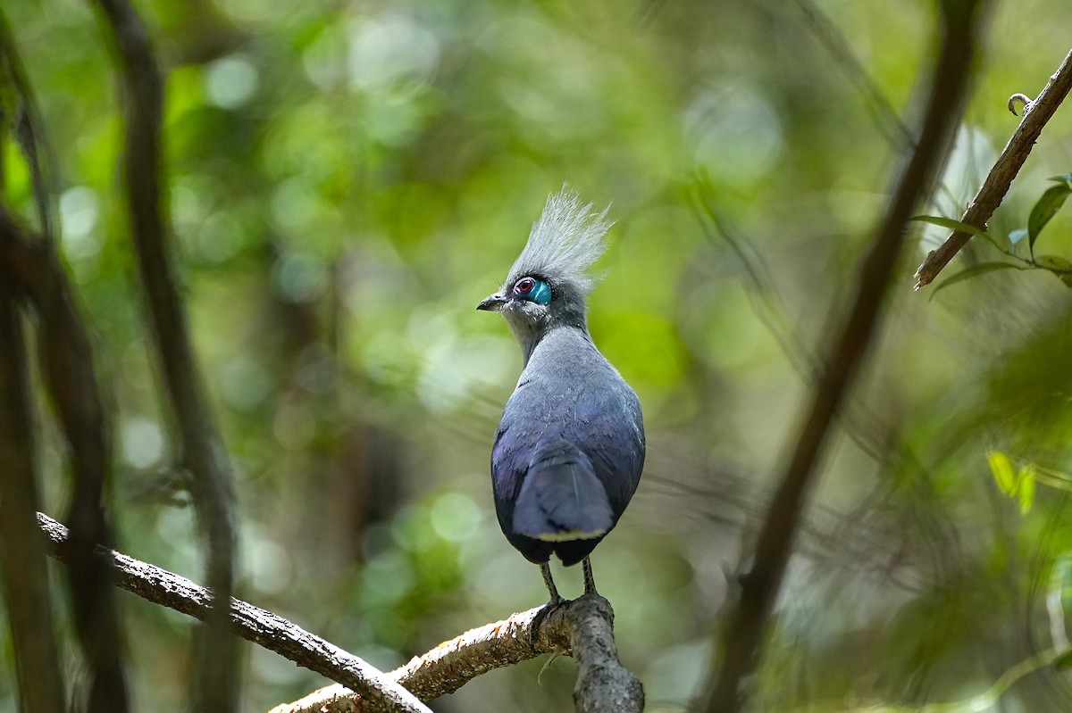 Crested Coua - ML636628323