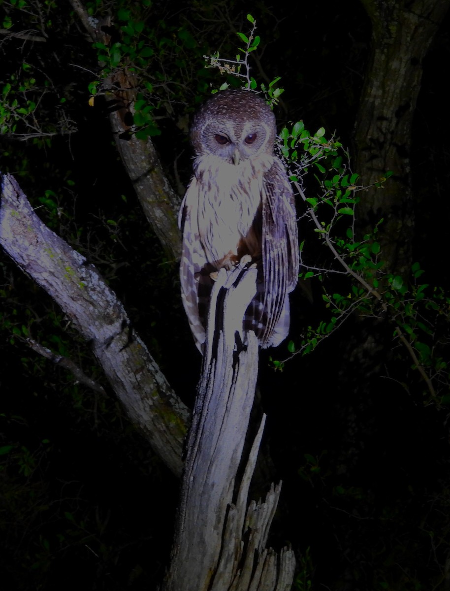 Mottled Owl - ML636628412