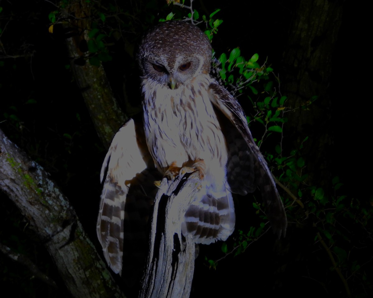 Mottled Owl - ML636628414