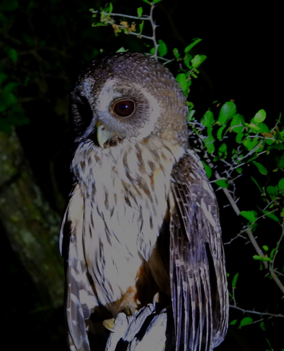 Mottled Owl - ML636628415