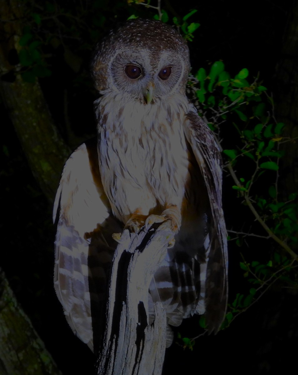 Mottled Owl - ML636628416