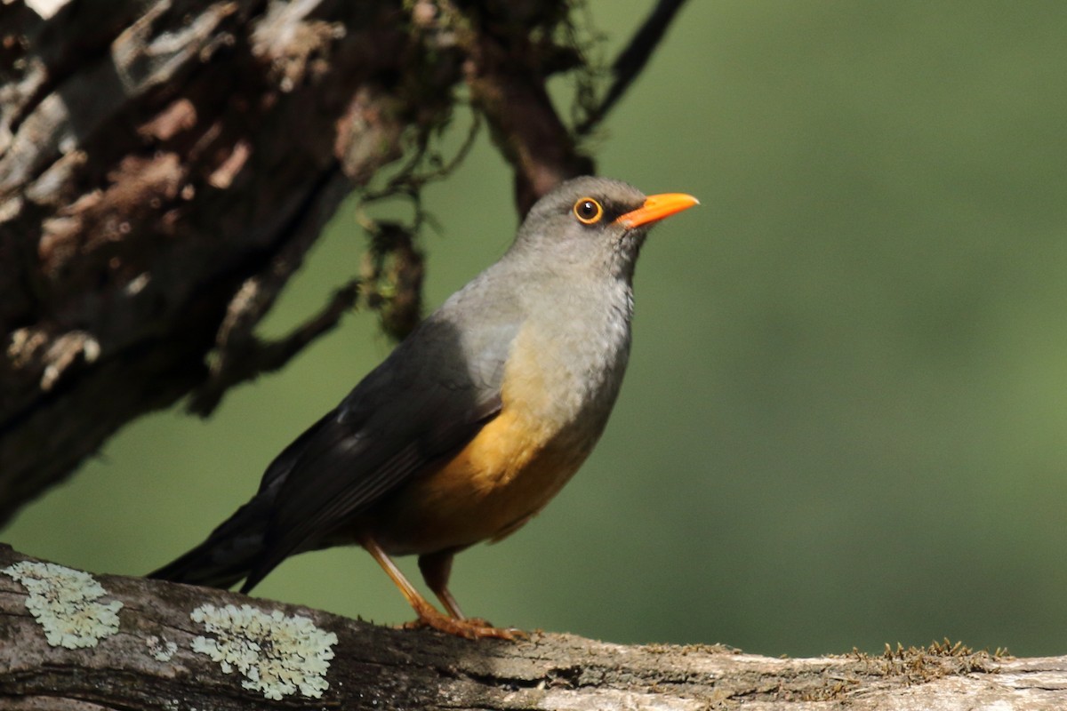 Abyssinian Thrush - ML636628520
