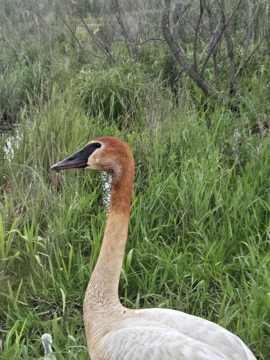 Trumpeter Swan - ML636628567