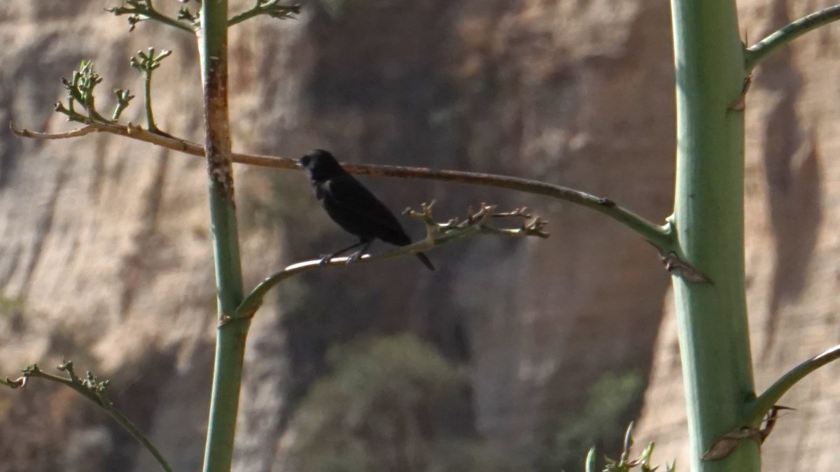 Rüppell's Chat - ML636628671