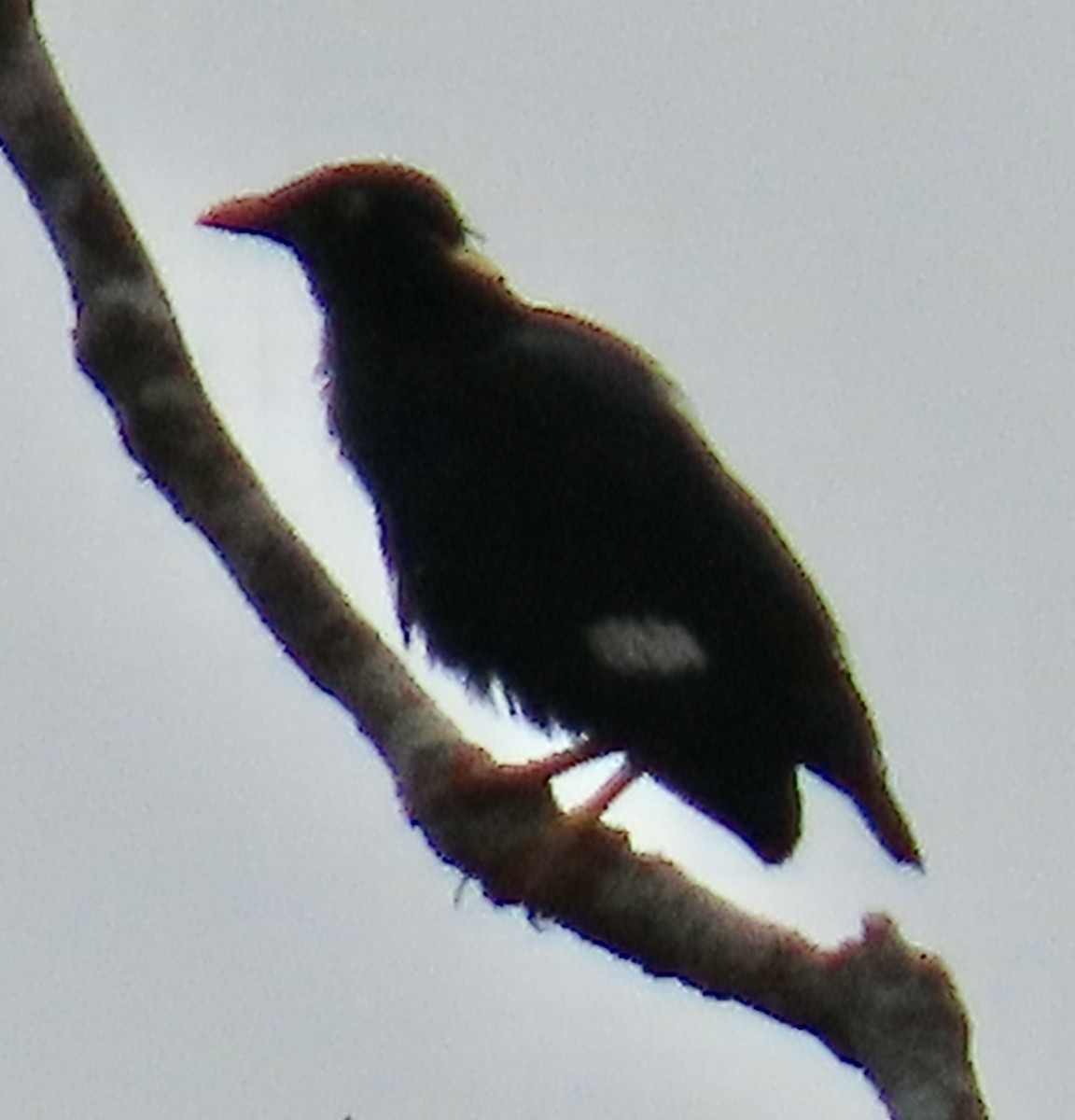 Southern Hill Myna - ML636628694