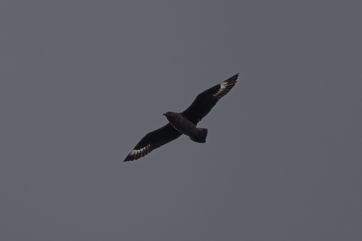 Great Skua - ML636628720