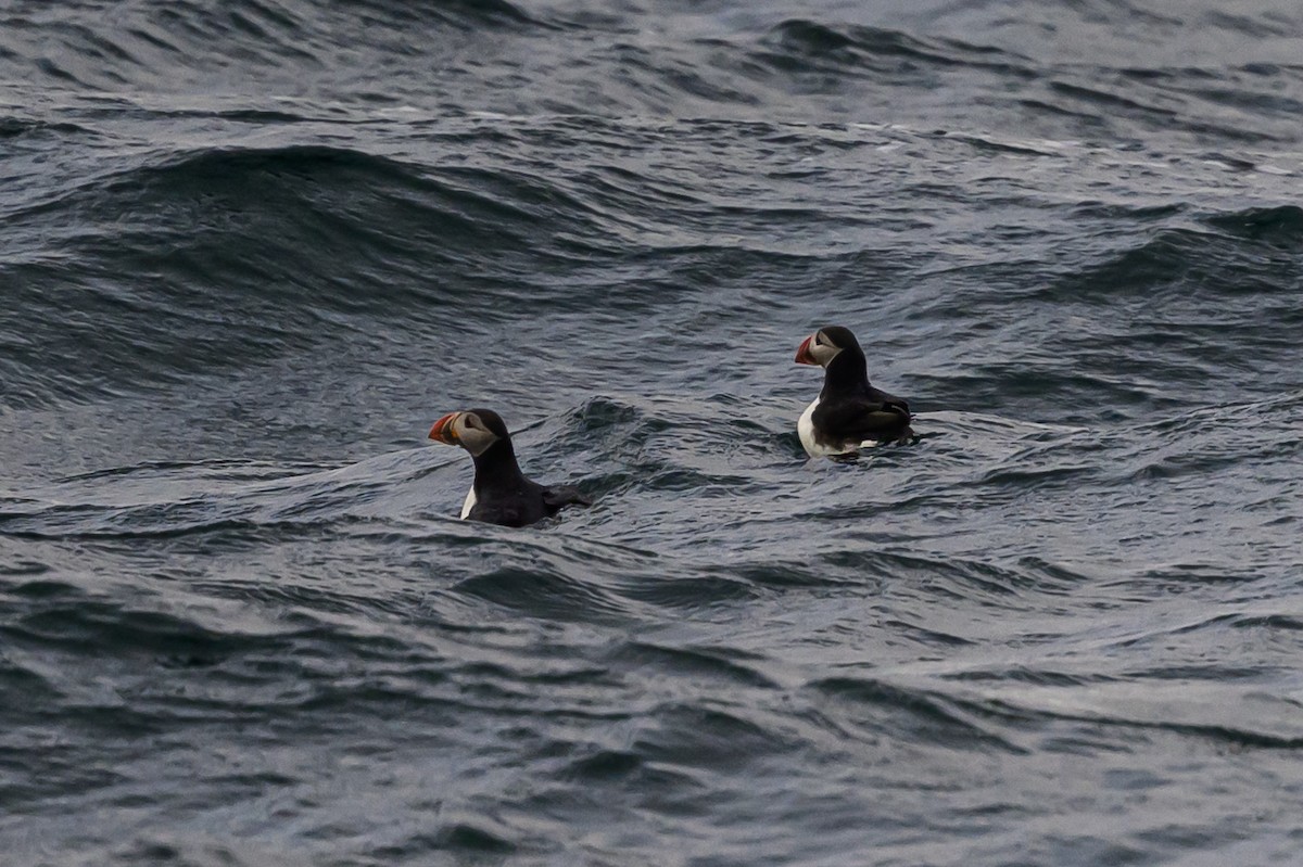 Atlantic Puffin - ML636628730