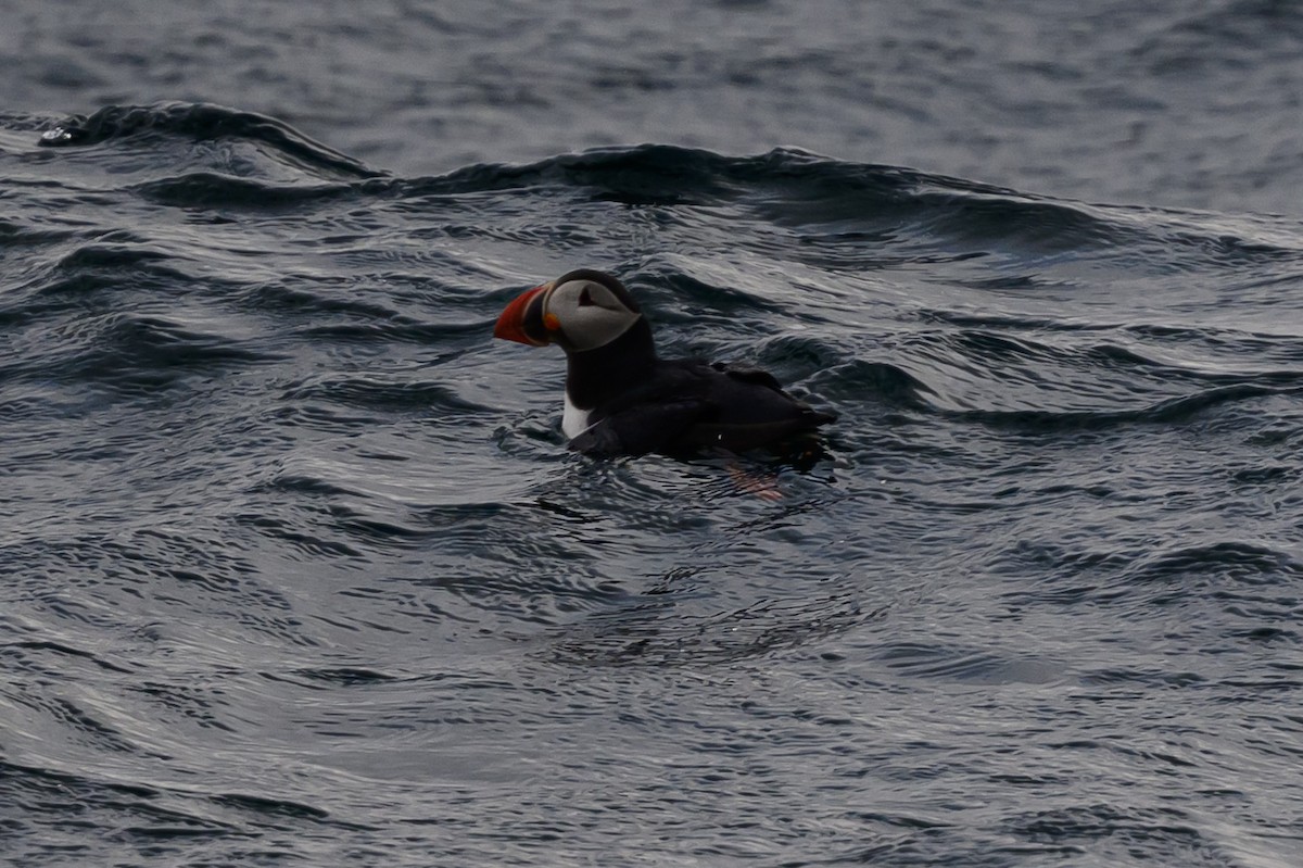 Atlantic Puffin - ML636628731