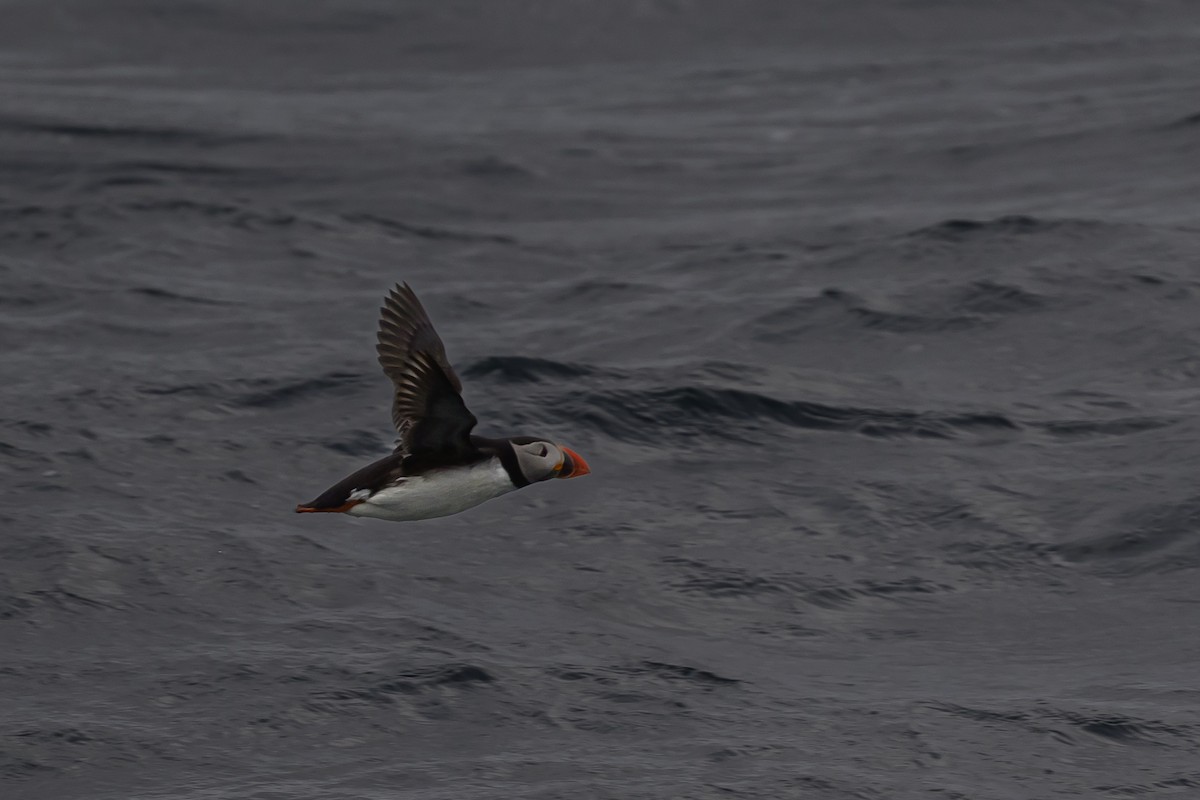 Atlantic Puffin - ML636628732