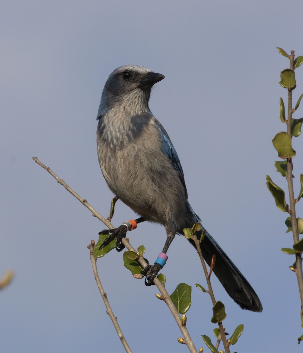 フロリダカケス - ML636628749