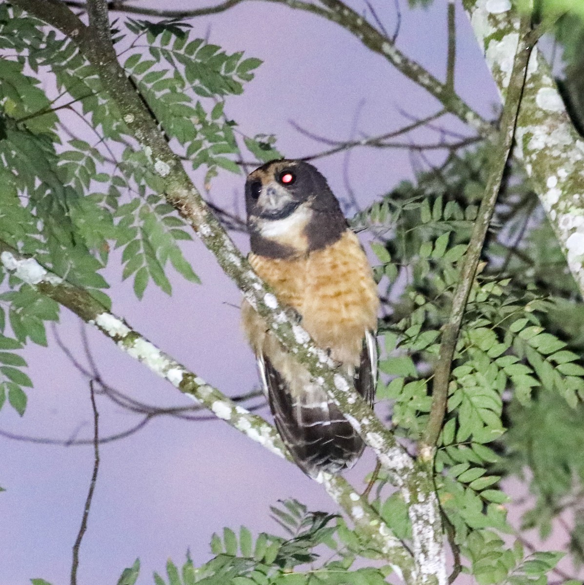 Tawny-browed Owl - ML636628824