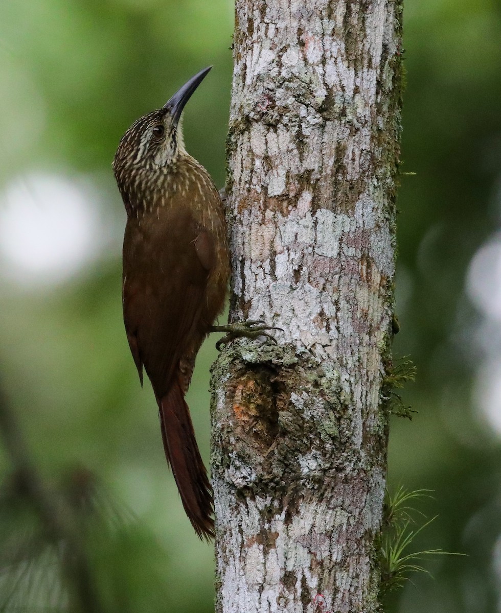 White-throated Woodcreeper - ML636628852