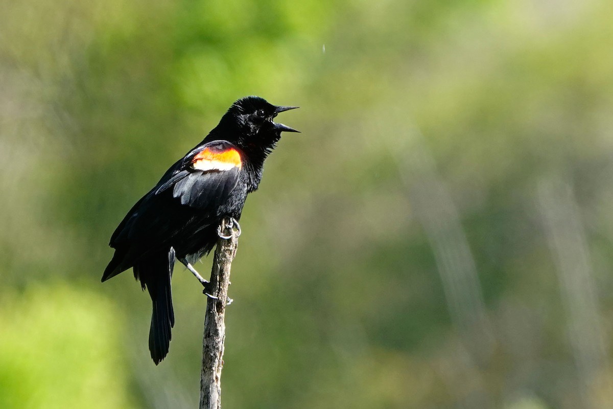 Red-winged Blackbird - ML636628879