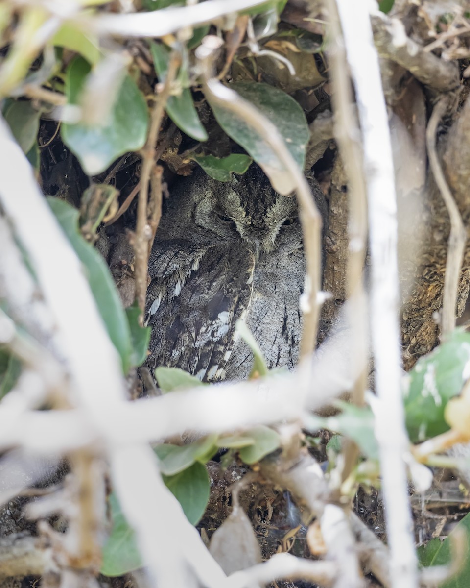 Arabian Scops-Owl - ML636628928
