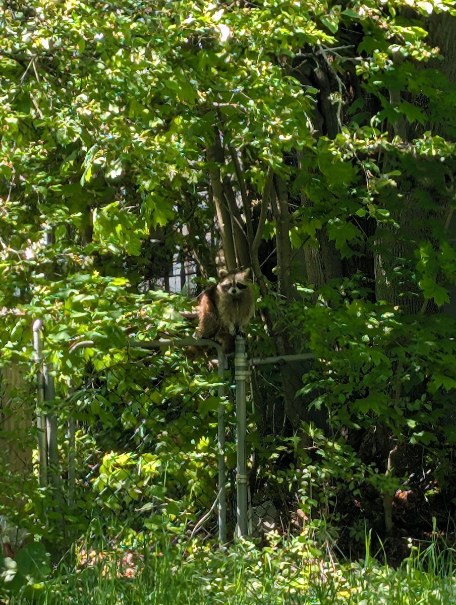 Animals - ML636629082