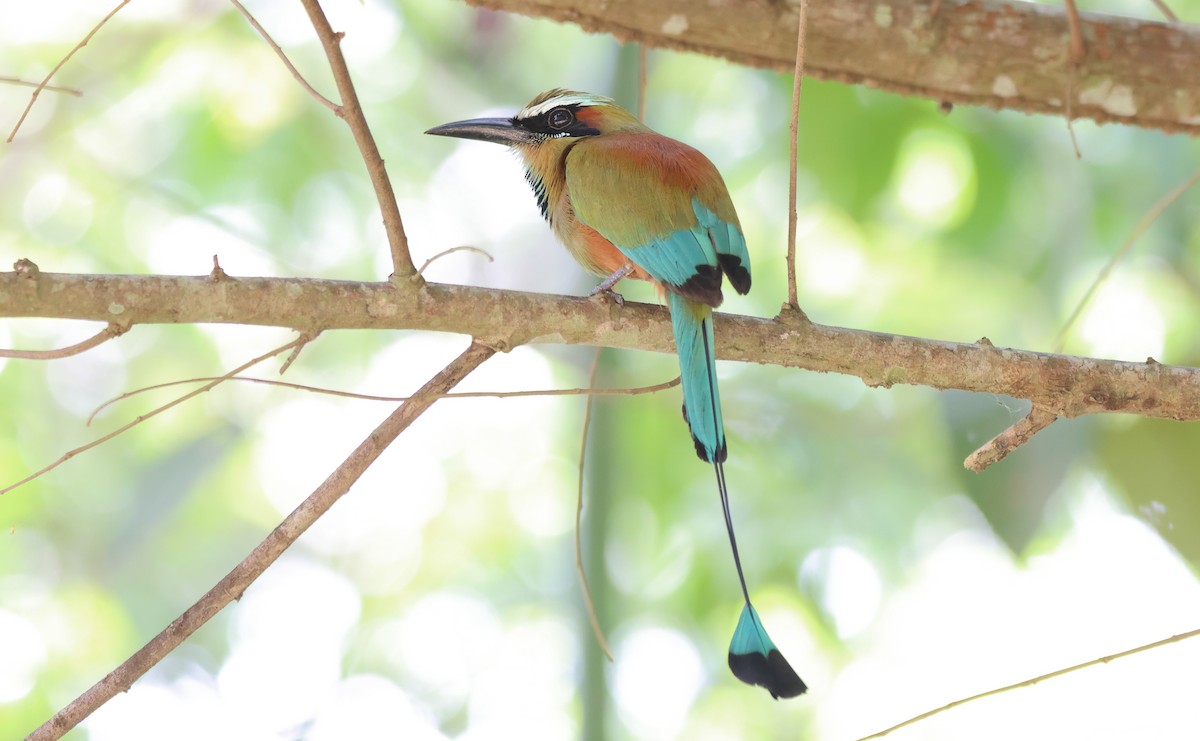 Turquoise-browed Motmot - ML636629101