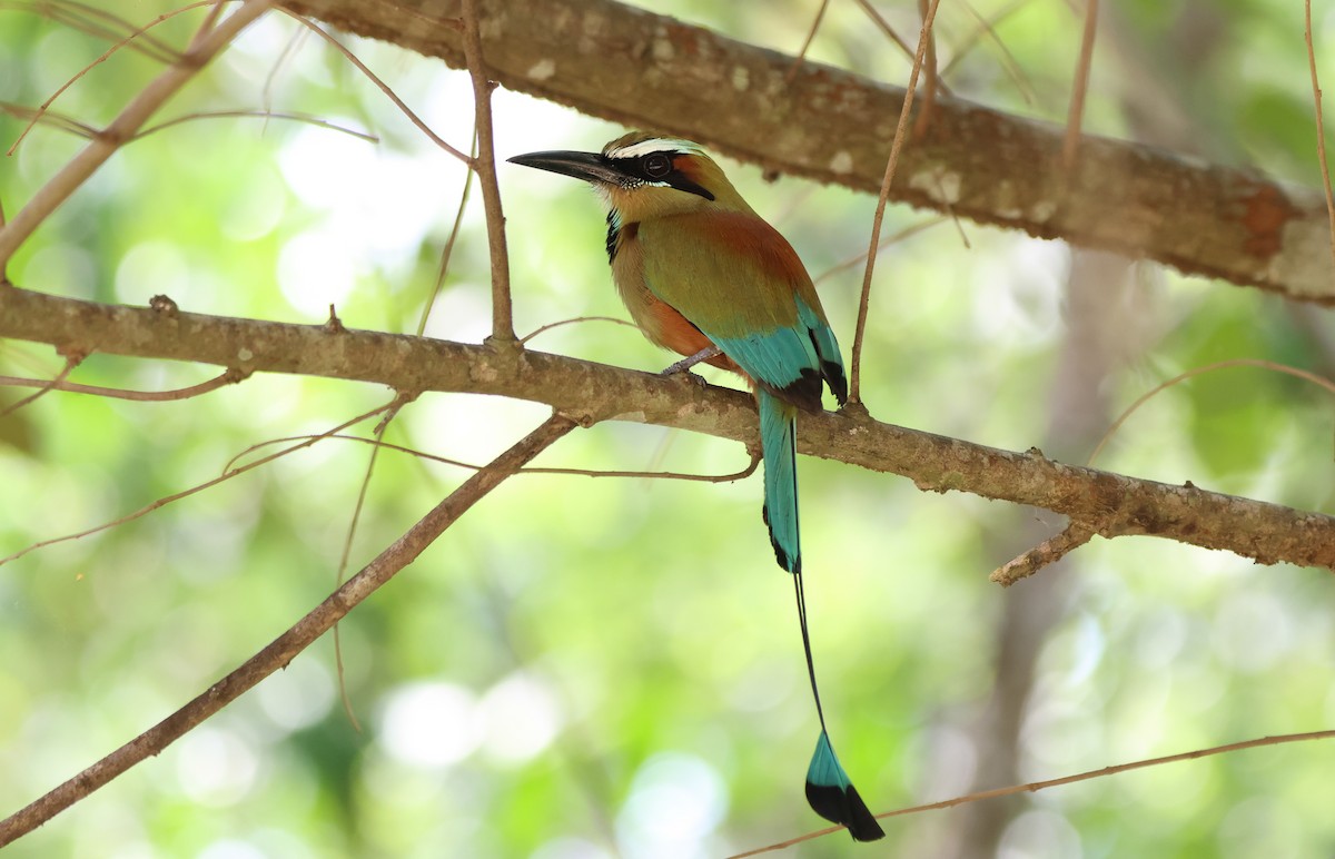 Turquoise-browed Motmot - ML636629120