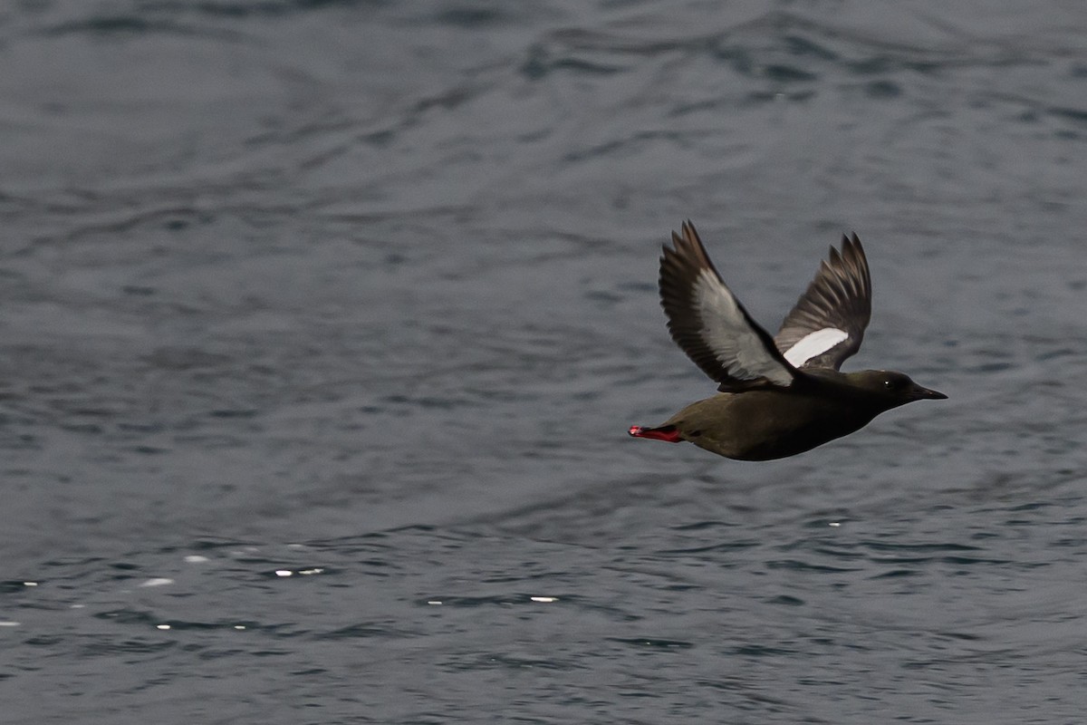 Black Guillemot - ML636629201