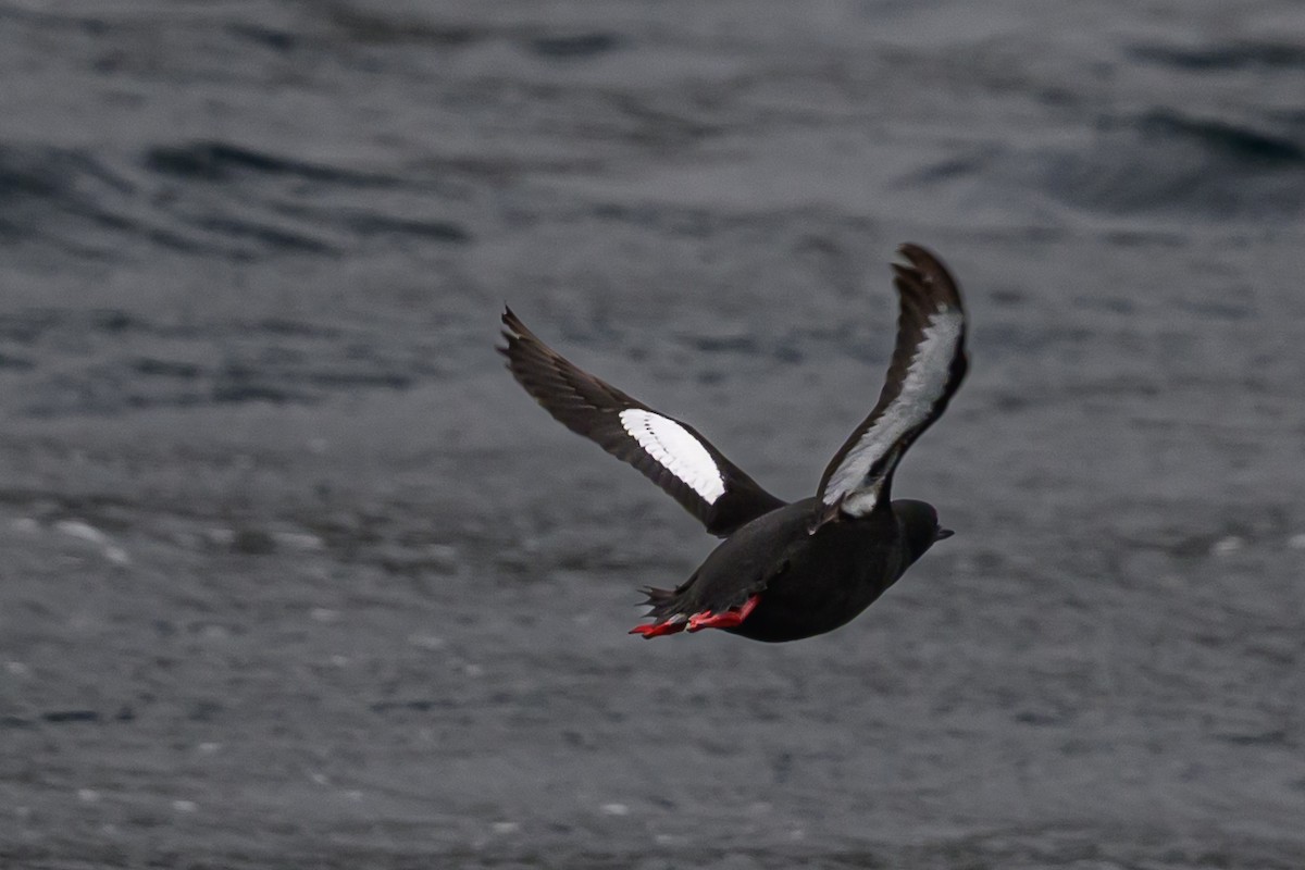 Black Guillemot - ML636629202