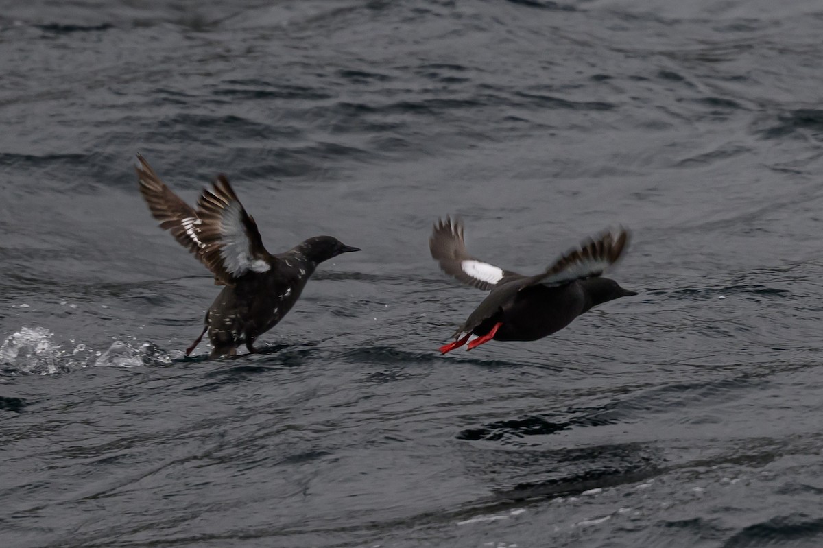 Black Guillemot - ML636629203