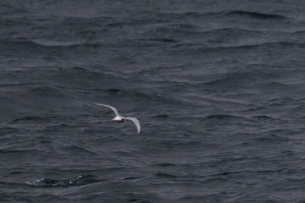 Arctic Tern - ML636629210