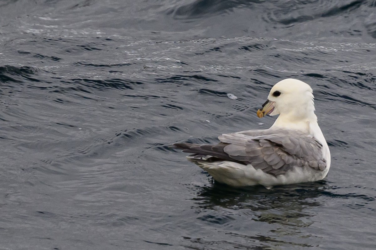 Northern Fulmar - ML636629219