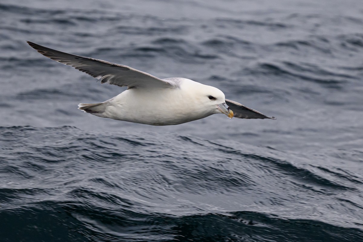 Northern Fulmar - ML636629220