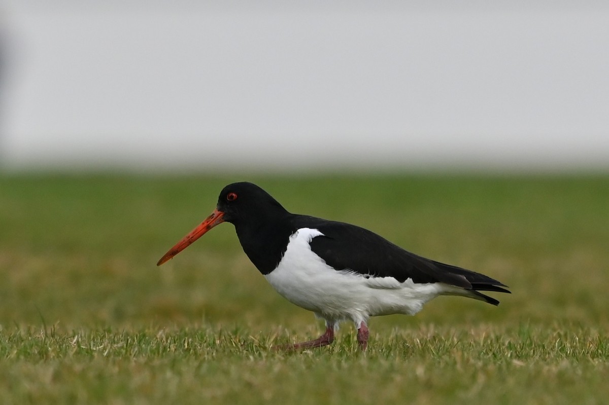 South Island Oystercatcher - ML636629265