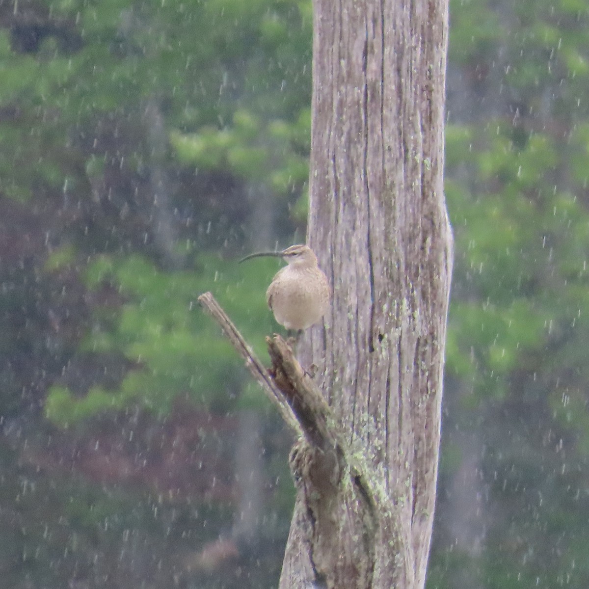 アメリカチュウシャクシギ - ML636629277