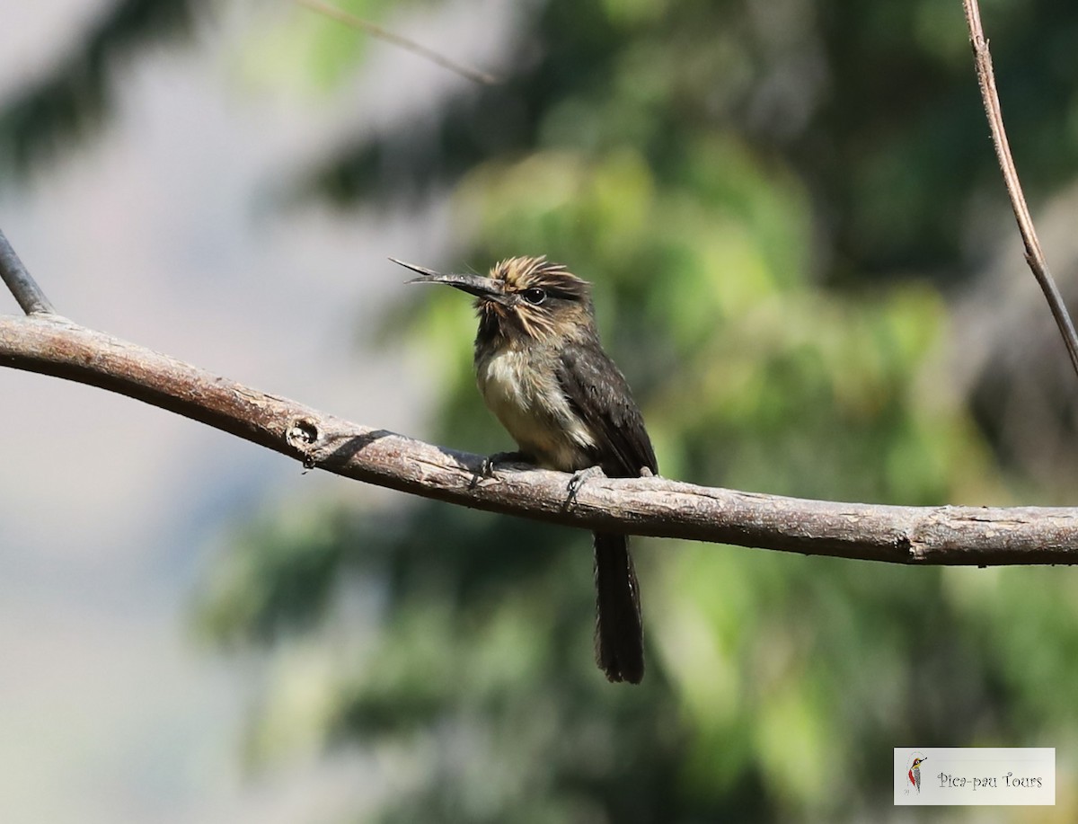 Three-toed Jacamar - ML636629294