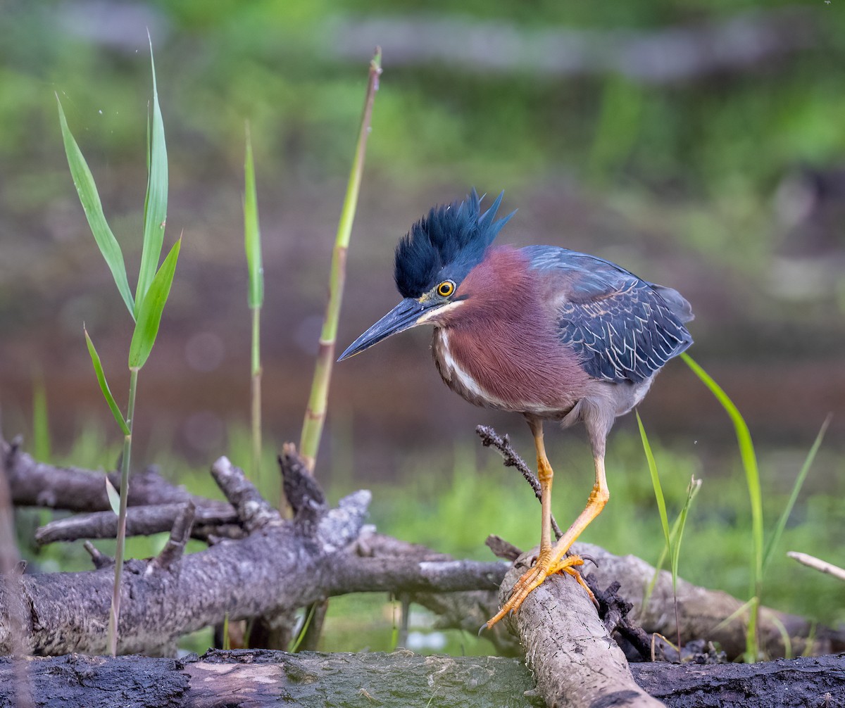 Green Heron - ML636629342