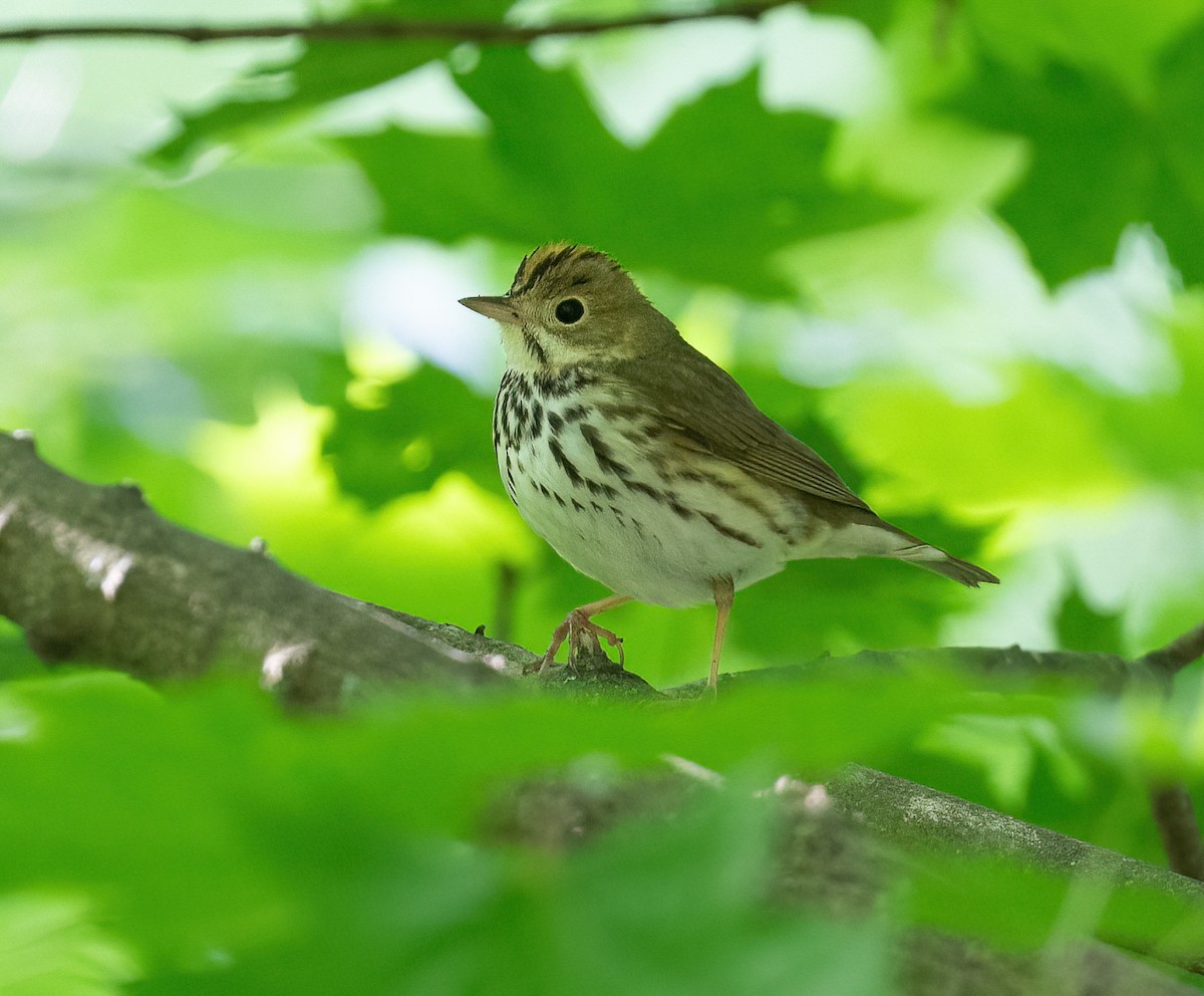 Ovenbird - ML636629355