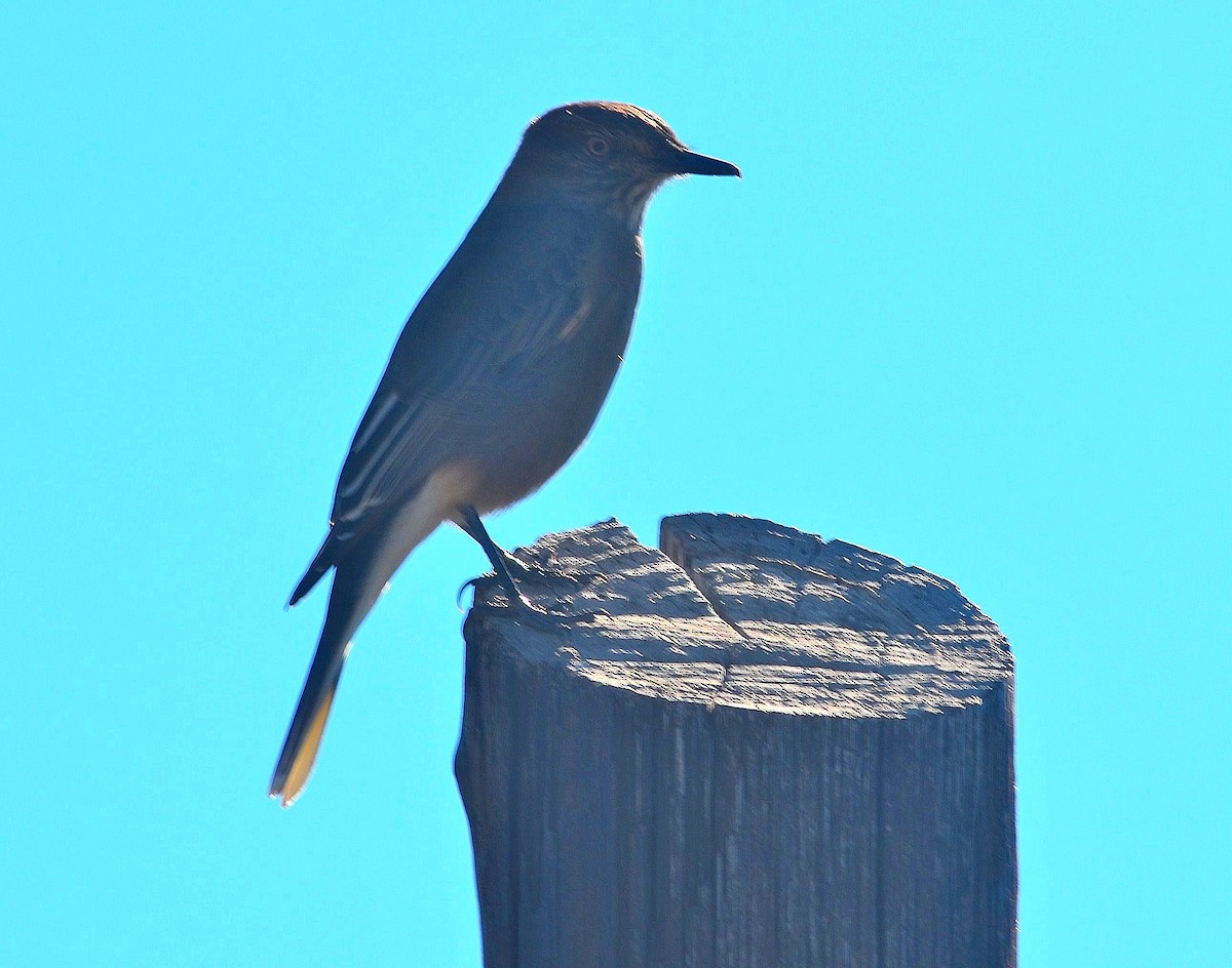 Black-billed Shrike-Tyrant - ML636629534