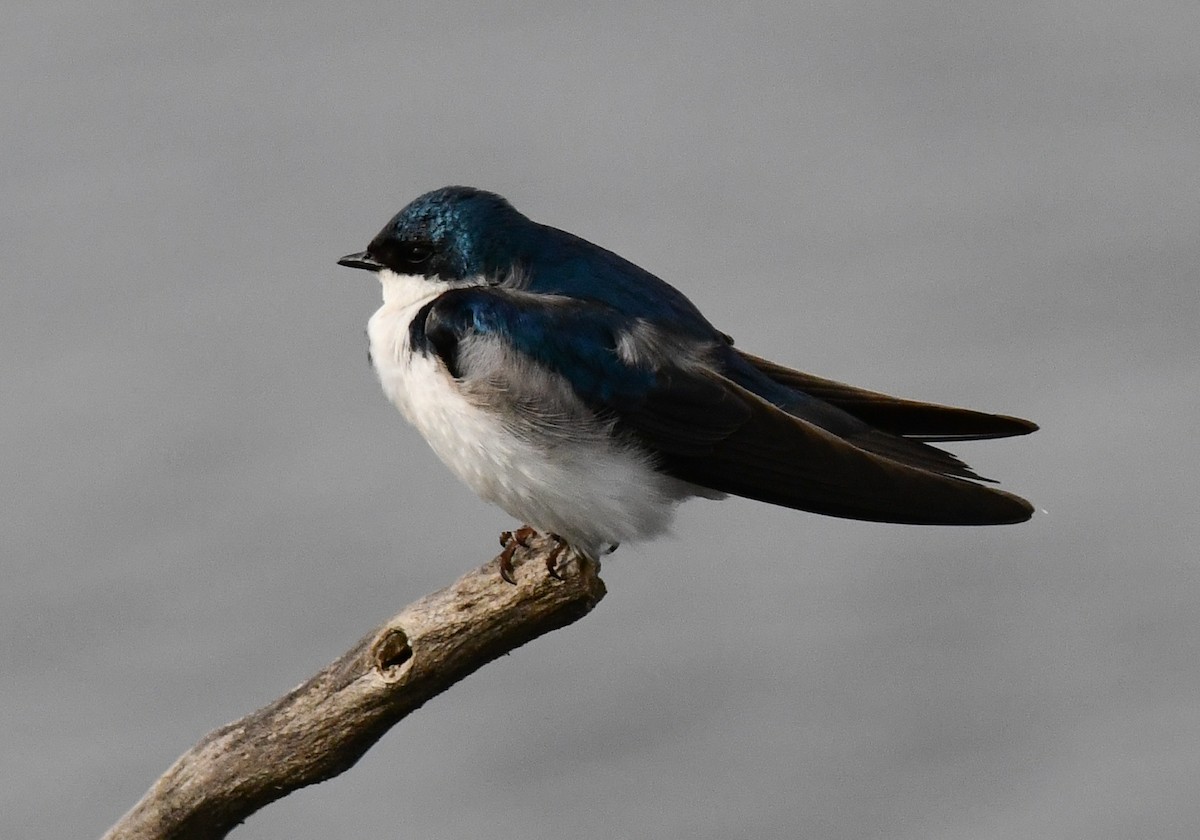 Tree Swallow - ML636629561