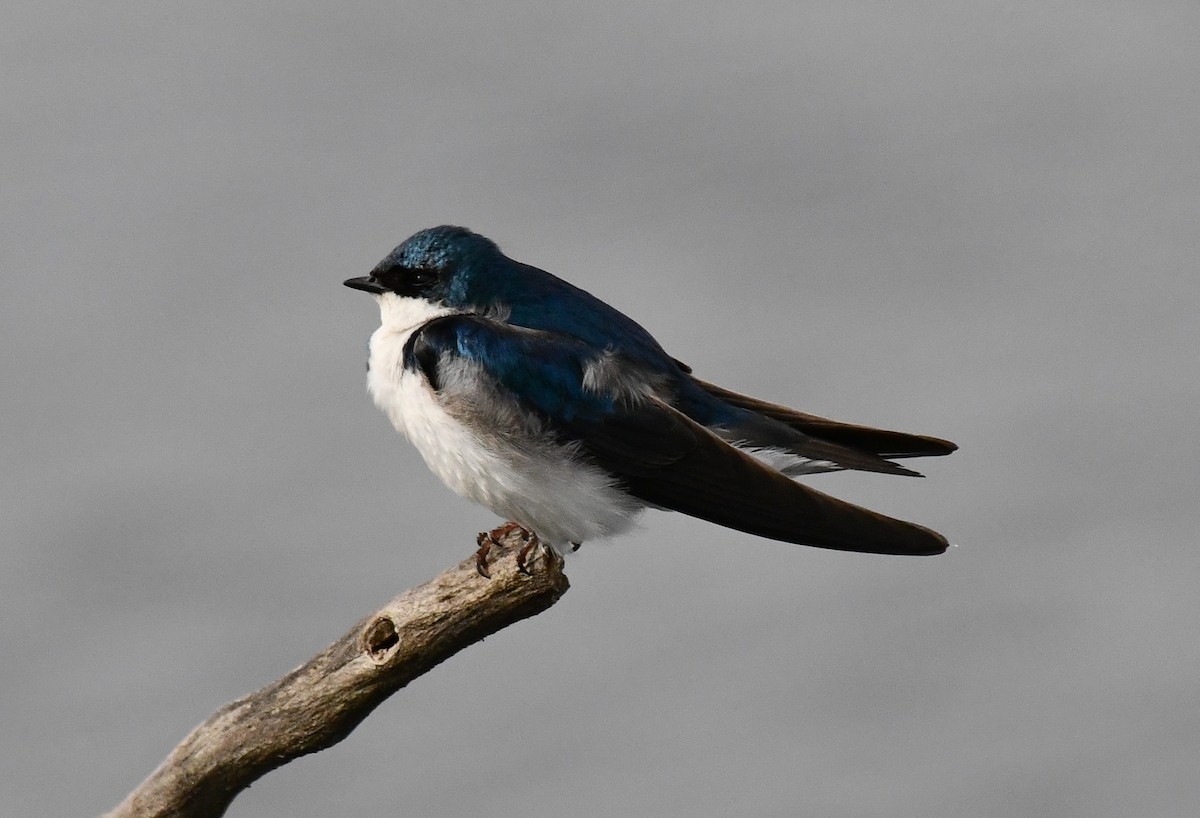 Tree Swallow - ML636629562