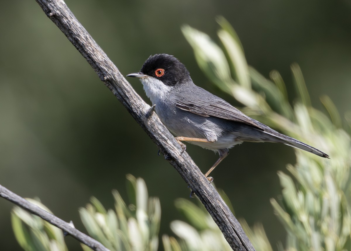 Sardinian Warbler - ML636629622