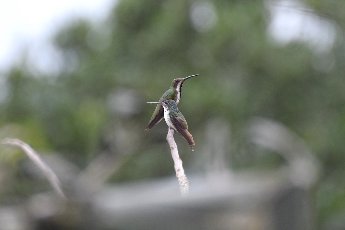 And Zümrütü - ML636629671