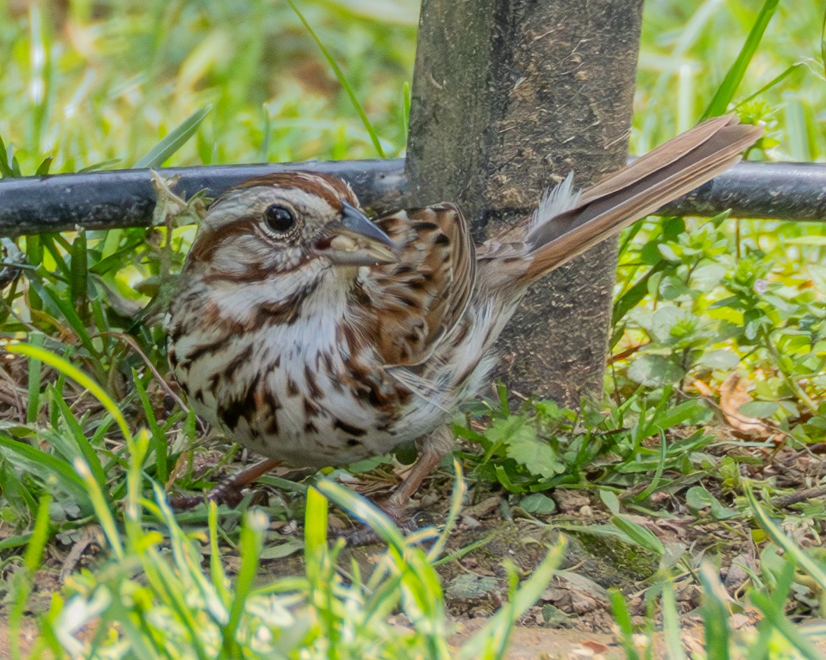 Song Sparrow - ML636629709