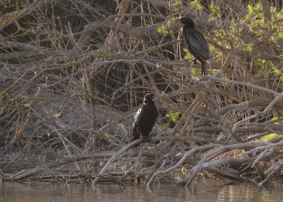 Pygmy Cormorant - ML636629743