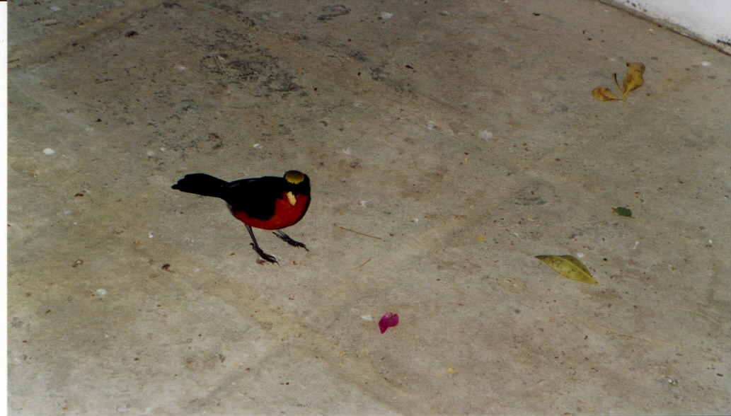 Yellow-crowned Gonolek - ML636629797