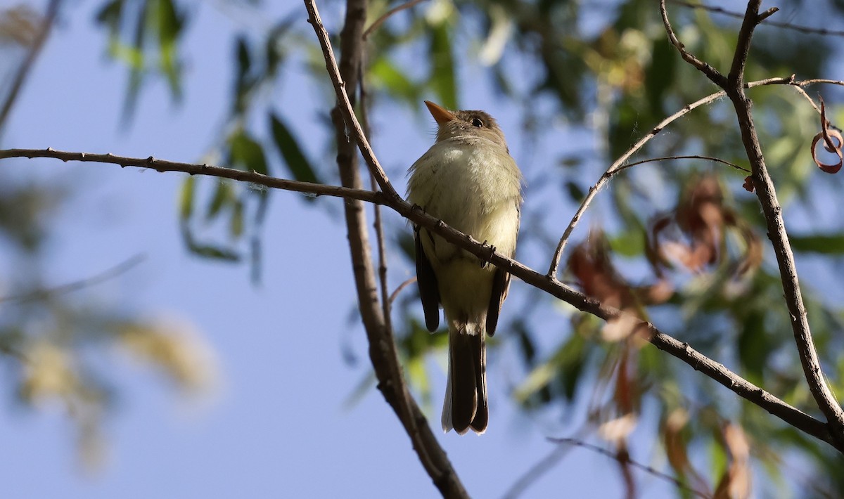 Willow Flycatcher (Southwestern) - ML636629822