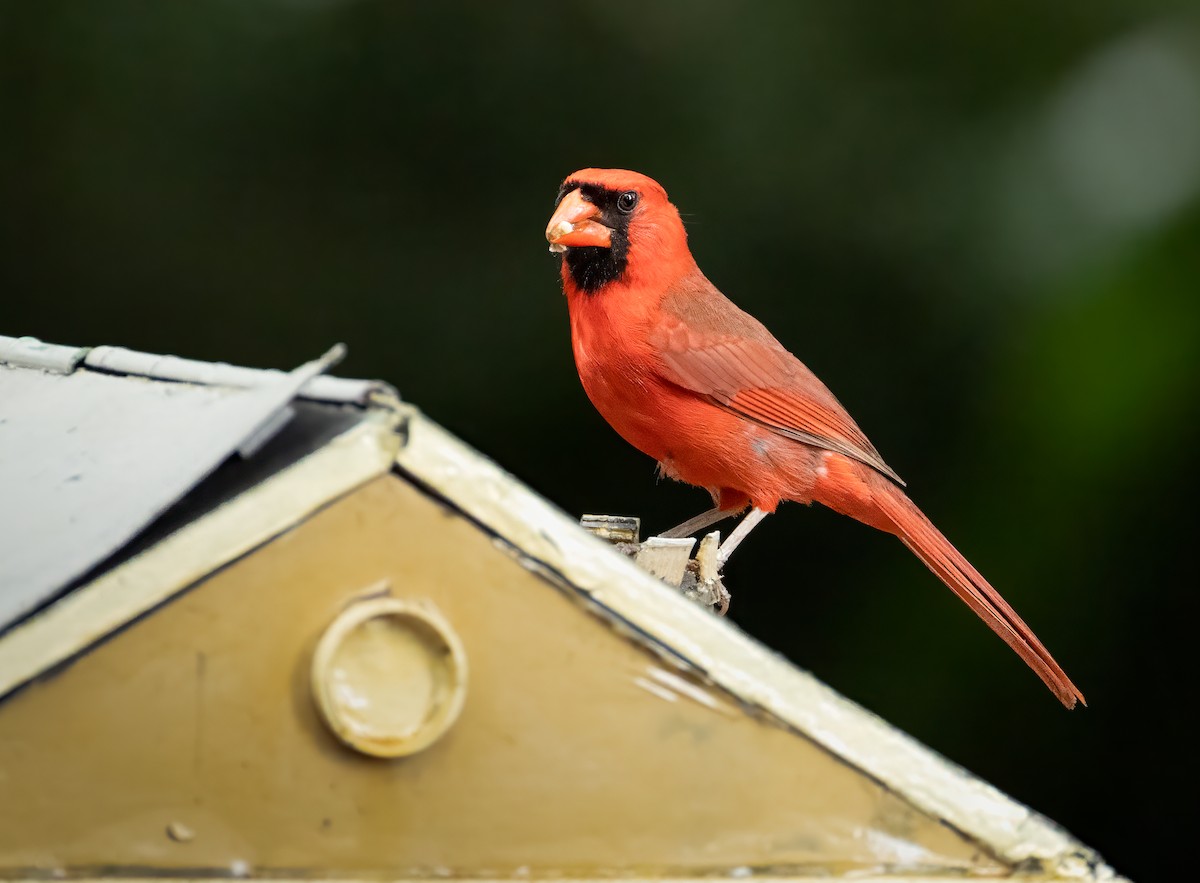 Northern Cardinal - ML636629944