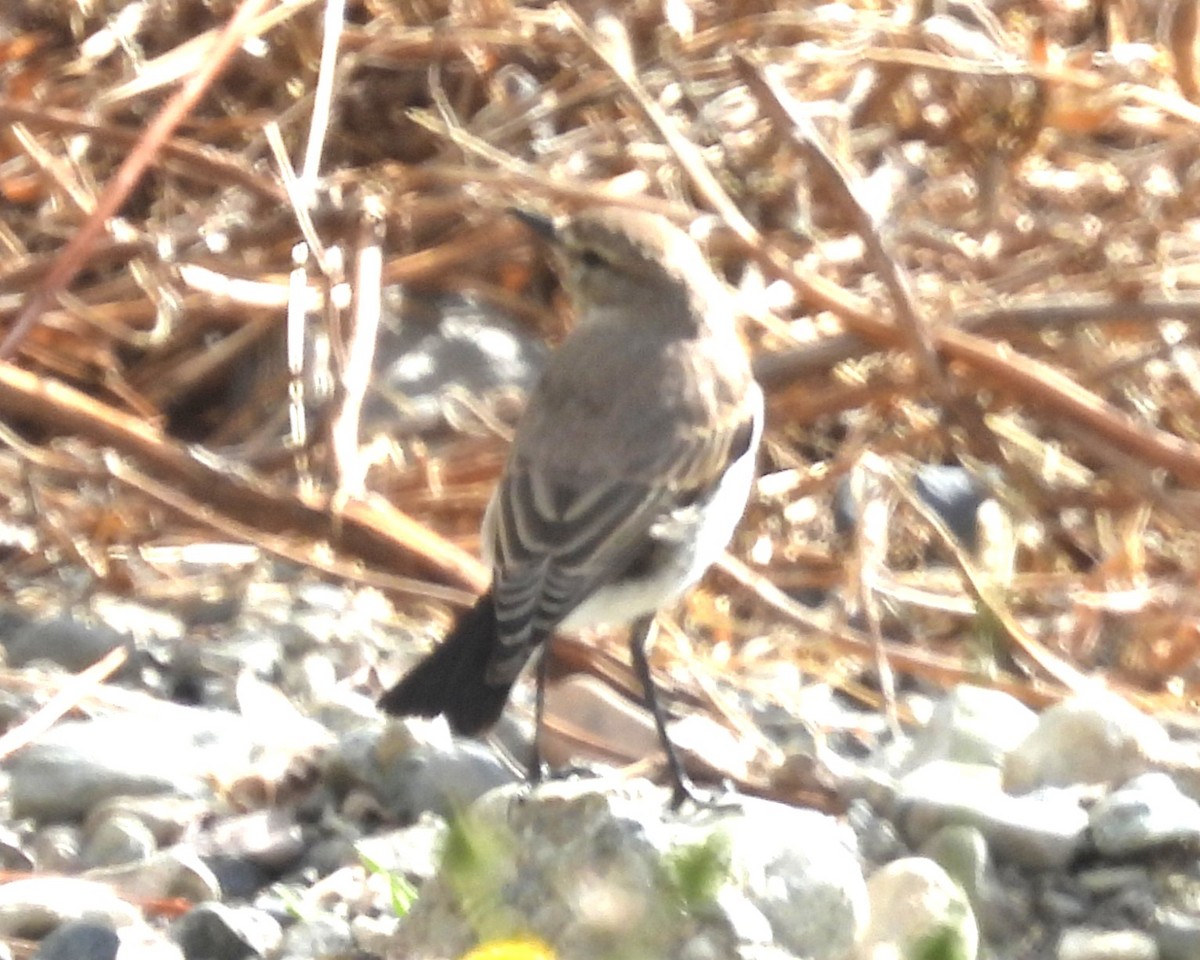 White-browed Ground-Tyrant - ML636630011