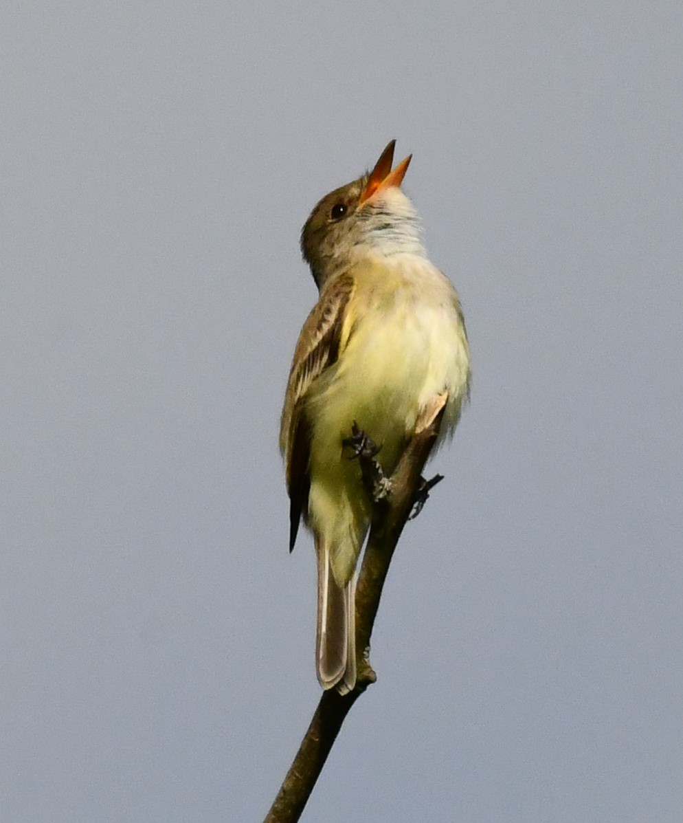 Willow Flycatcher - ML636630015