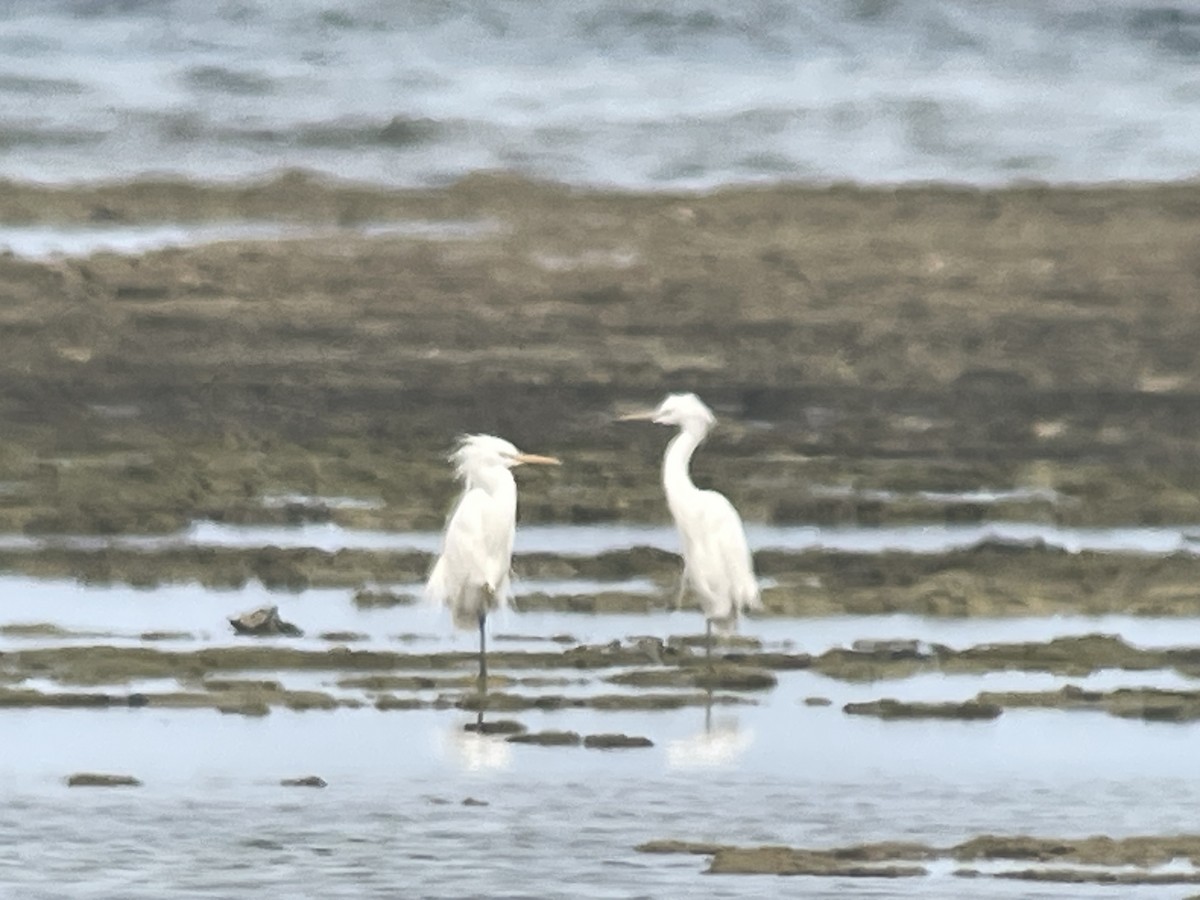 Chinese Egret - ML636630088