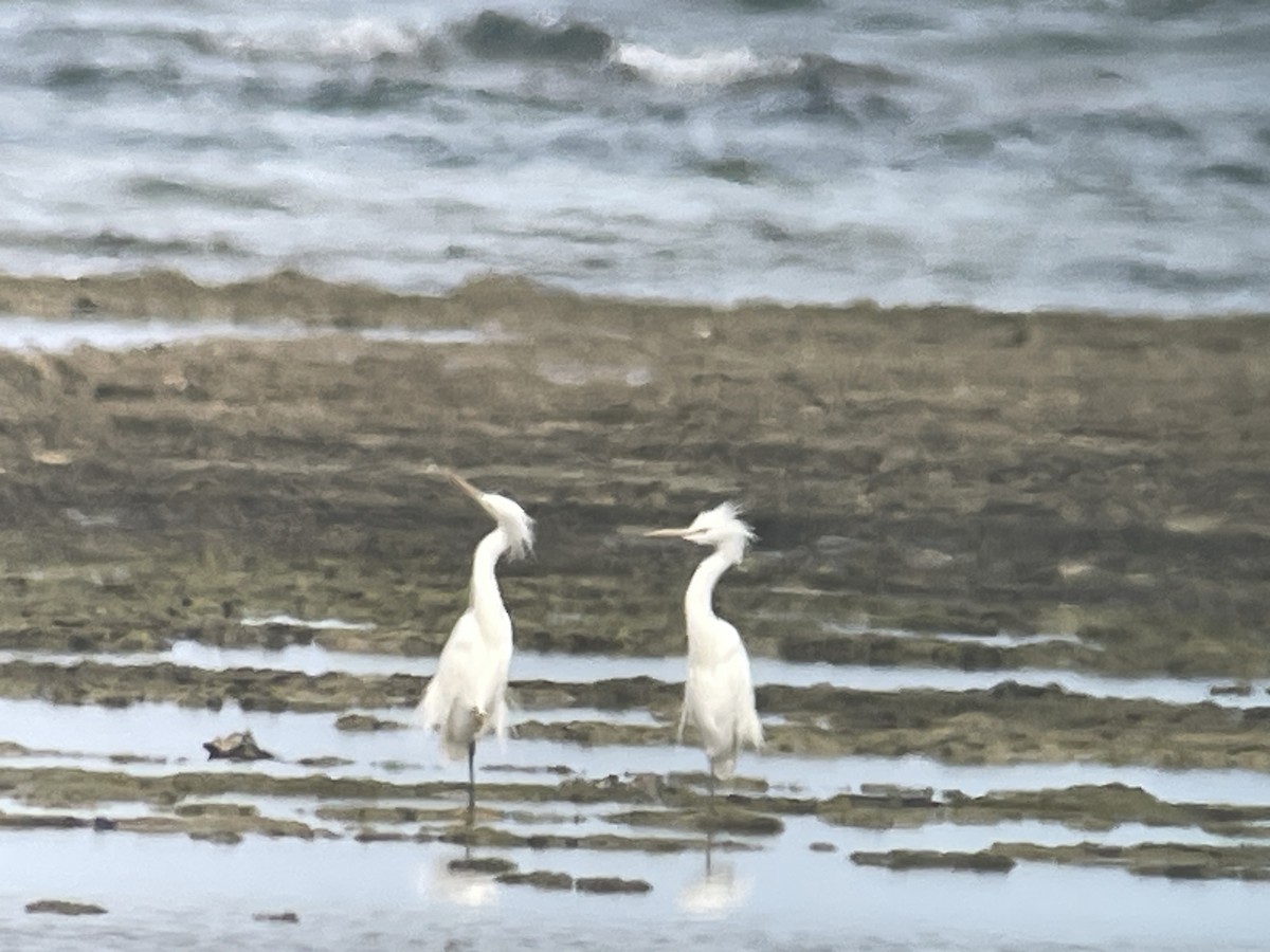 Chinese Egret - ML636630089