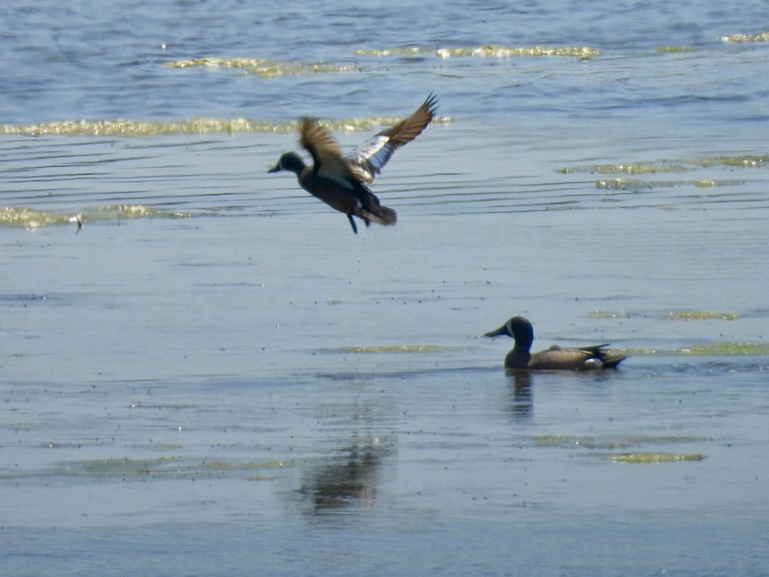 Blue-winged Teal - ML636630257